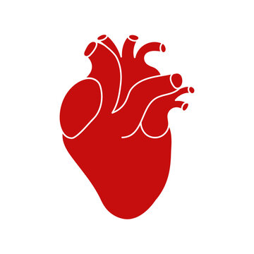 Realistic human heart icon on white background. Vector illustration