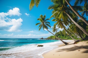 Towering palm trees lining a sandy beach along a tropical coastline