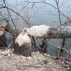 Trunks of trees on the shore of the lake gnawed and felled by beaver