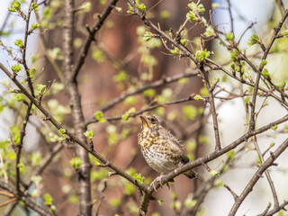 A fieldfare chick, Turdus pilaris, has left the nest and is sitting on a branch. A chick of fieldfare sitting and waiting for a parent on a branch.