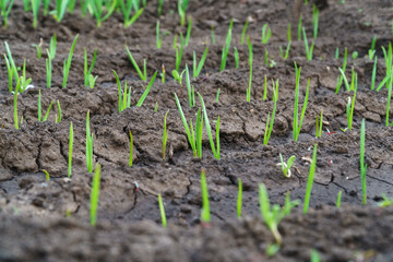 Young garlic sprouts in a garden bed or plantation
