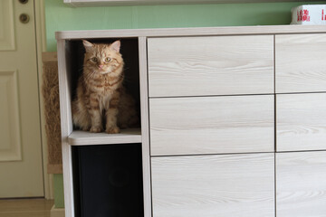 domesticated ginger cat naturally seeks a higher vantage point, settling comfortably on a shelf in...
