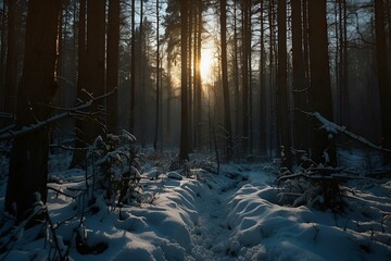 Winter landscape path through the dark forest at dawn