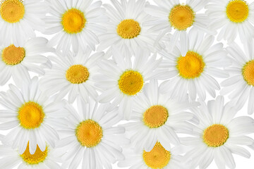 Fototapeta premium chamomile or daisies background. Top view. Flat lay