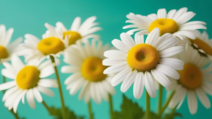 Fototapeta premium Garden chamomile flowers on green background.