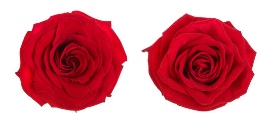 beautiful red rose isolated on white background