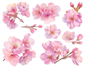 Cherry blossom full bloom isolated on white background, watercolor set, Colorful Spring Blossoms. Pink Sakura Illustration. Cut out PNG illustration on transparent background.
