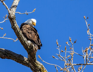 This adult Bald Eagle appears to be enjoying a nap as it perches on this bare branch.
