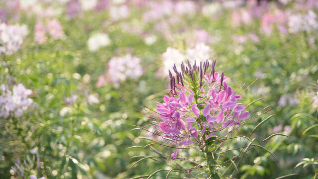 spider flower, Cleome pink flower