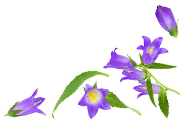 Campanula flower isolated on white background. Top view with copy space for your text. Flat lay