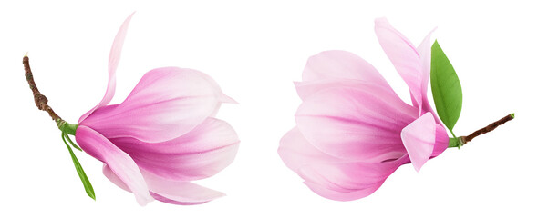 Pink magnolia flower isolated on white background with full depth of field. Top view. Flat lay.