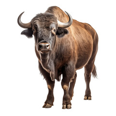 Buffalo isolated on transparent and white background. Ideal for use in advertising. Generative ai