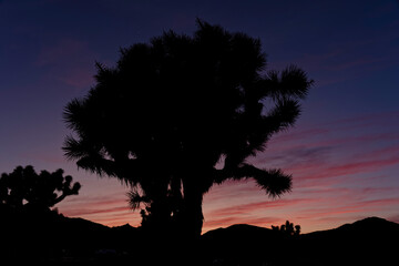 silhouette of joshua tree at sunset