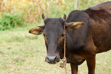 Obraz premium Thai native cattle They are cattle that are easy to raise. Small body, many colors such as red, black, brown, small hump, thin neck dewlap, no skin under the belly.