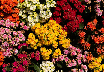 Floral background of colorful flowers