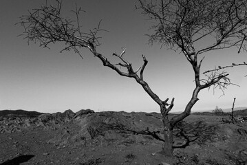 A lone tree stands in the vast desert, its silhouette captured in striking black and white, evoking a sense of solitude and stark beauty.