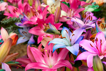 Colorful lilies on blurred floral