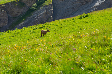 Picturesque view on grazing Alpine Ibex (Capra ibex) in an alpine flower-filled meadow in the mountains in summer sunny weather while hiking Tour du Mont Blanc. Alps, France, Europe. 
