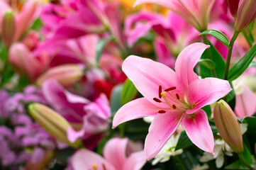 Colorful lilies on blurred floral