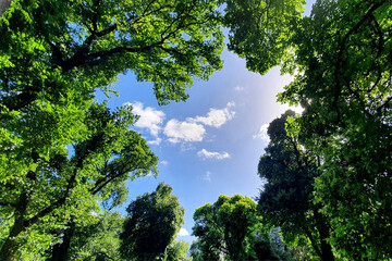View of the sky from below amid magnificent  green trees of a forest