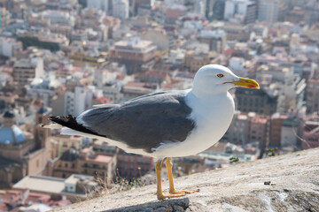 Obraz premium Gaviota con vista de fondo de la ciudad de Alicante, España