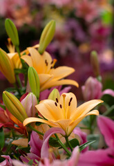 Obraz na płótnie Canvas Colorful lilies on blurred floral