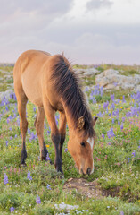 Wild Horse in the Pryor Mountains Montana in Summer