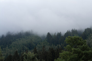 Moody cloudy, foggy forest. Green mixed forest with white fog in mountains after rain in the mountains, Alps, Chamonix-Mont-Blanc, France, Europe.