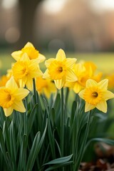 A cluster of daffodils, their golden trumpets heralding the arrival of spring