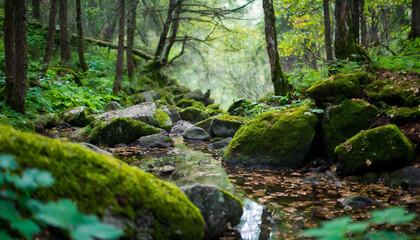Enchanting forest scene with lush green moss covering rough stones, creating a serene atmosphere amidst nature's embrace