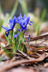 Netted Iris (Iris reticulata)