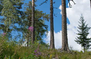 Pine trunks on the mountain top against a background of blue sky and white clouds on a summer day