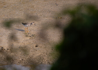 Redshank (Tringa totanus) Spotted in Clontarf