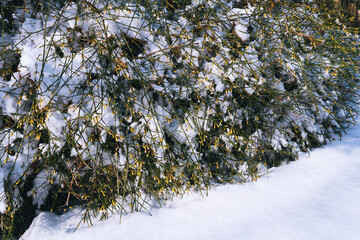 Schnee Winter-Jasmin erblüht