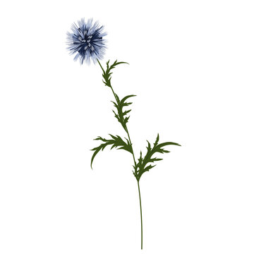 Echinops blue flower thorn. Dried flower. Vector stock illustration. isolated on a white background.