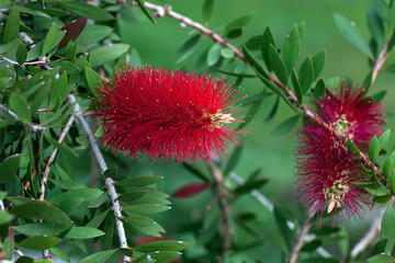 Callistemon