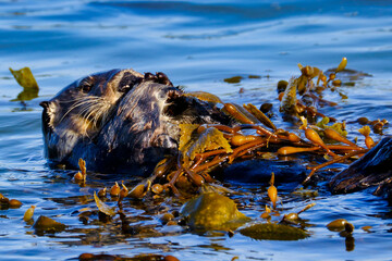 Sea Otter in Moss Landing, California.  - obrazy, fototapety, plakaty