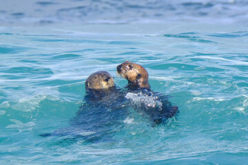 Obraz premium Sea Otters swimming in Monterey Bay, California. 