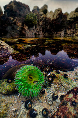 Sea anemone in a tidepool in Pacific Grove, California. 