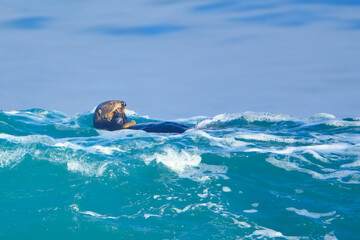 Sea otter feeding on Monterey Bay, CA.  - obrazy, fototapety, plakaty