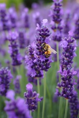Fototapeta premium A patch of fragrant lavender, attracting bees and adding a soothing scent