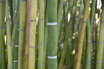 Plantation de bambous