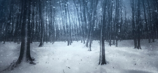 winter woods panorama during snow fall