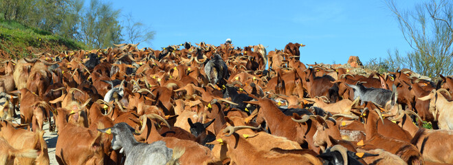 A herd of several hundred goats being led to feed on fresh pasture higher in the hills.