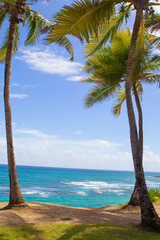 Tropical Beach View with Palm Trees and Blue Sea, San Juan, Puerto Rico