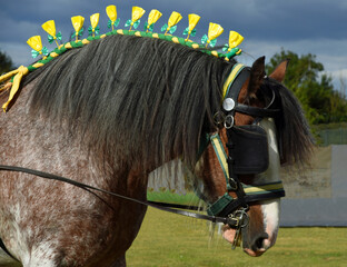 Bay and Roan Shire Horse  Stallion close up 
