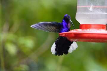 The violet sabrewing (Campylopterus hemileucurus) is a species of hummingbird in the 