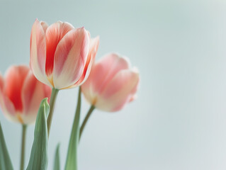 Fresh pink tulips