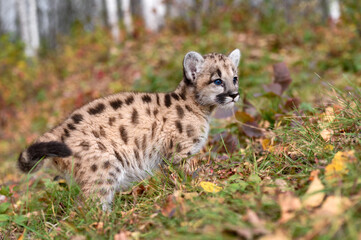 Cougar Kitten (Puma concolor) Stops While Climbing Hill Autumn
