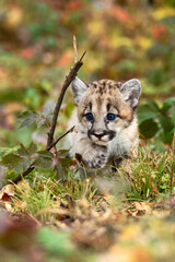 Cougar Kitten (Puma concolor) Creeps Along Ground Paw Up Autumn